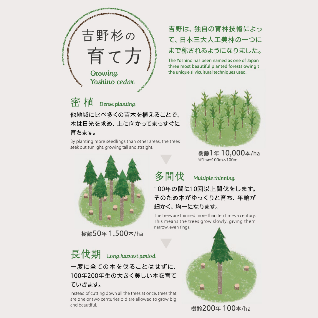 吉野杉の育て方